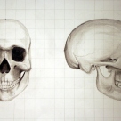 Drawing II/Life Drawing: Skull Drawn to Student's Measurements